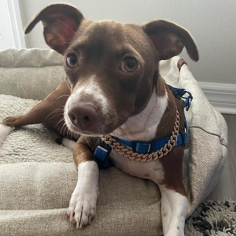 BlingPaw Cuban Collar